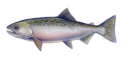Chinook Salmon (Oncorhynchus tshawytscha)