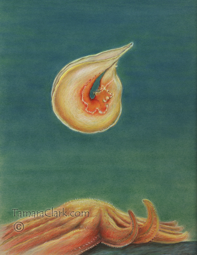 Sea slug (Tritonia) escape mechanism from Sea star predator