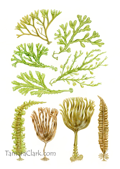 British Seaweeds