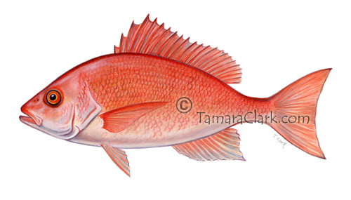 Red Snapper (Lutjanus campechanus)