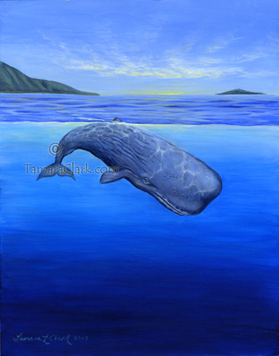 Sperm Whale (Physeter macrocephalus)