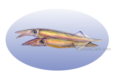 Long-finned squid (Loligo pealei)