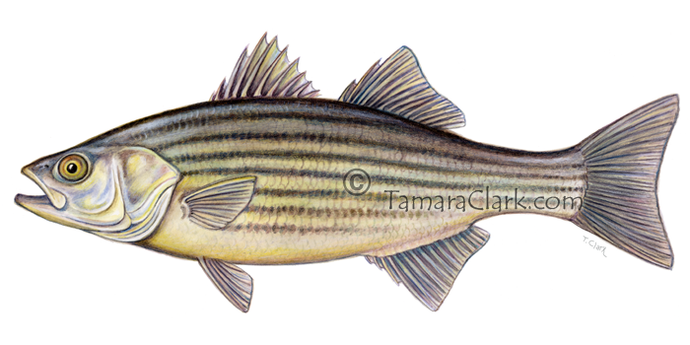 Striped Bass (Morone saxitilis)