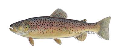 Brown Trout (Salmo trutta)