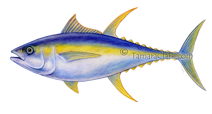 Yellowfin Tuna (Thunus albacares)