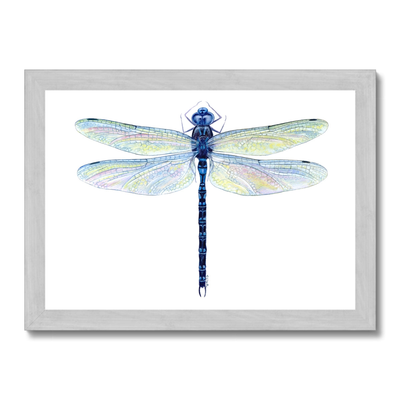 Spatterdock Darner Dragonfly (Aeshna mutata): Illustration by Tamara Clark, &nbsp;Eden Art, nature artist: shop dragonfly prints, apparel, home goods, tech &amp; gifts for insect lovers