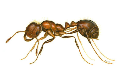 Red Fire Ant (Solenopsis invicta)