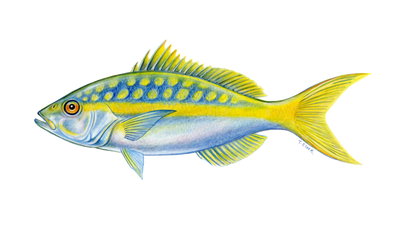 Yellowtail Snapper (Ocyurus chrysurus) illustration by Tamara Clark, Eden Art, shop nature fish art gifts