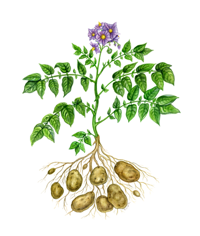 Potato Illustration by Tamara Clark, Eden Art
