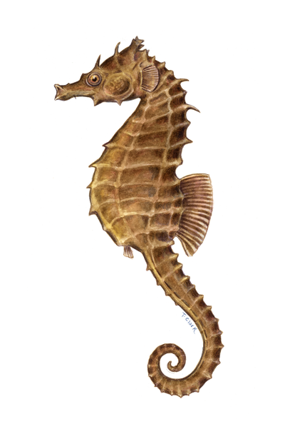 Northern Seahorse (Hippocampus erectus) Illustration by Tamara Clark, Eden Art