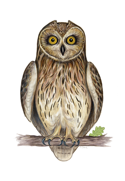 Short-eared Owl (Asio flammeus) illustration by Tamara Clark, Eden Art