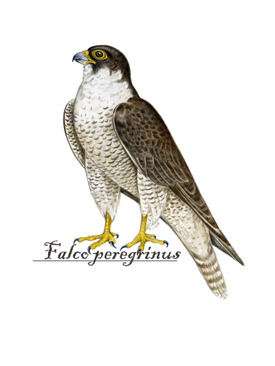 Peregrine Falcon: watercolor Illustration by Tamara Clark, Eden Art. Shop bird nature prints, gifts