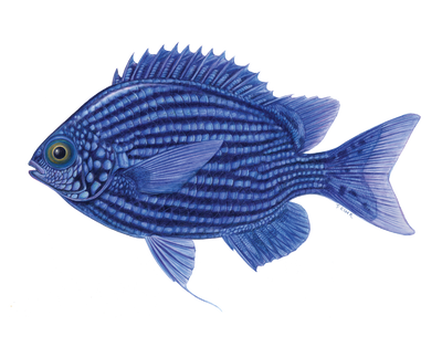 Deep Blue Chromis Illustration by Tamara Clark, Eden Art, shop for fish art gifts