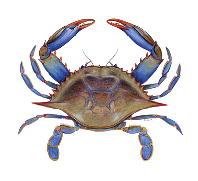 Blue Crab (Callinectus sapidus) illustration by Tamara Clark, shop blue crab gits, nature art prints