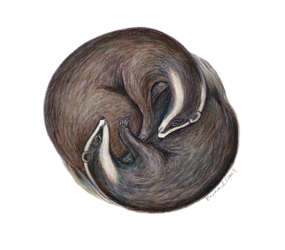 Yin Yang Badgers (meles meles) illustration by Tamara Clark, Eden Art