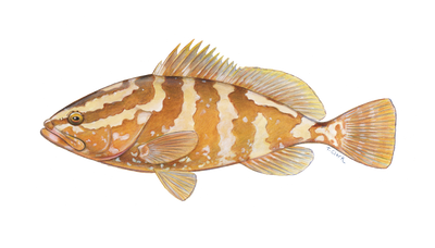 Nassau Grouper Illustration by Tamara Clark, Eden Art, Shop nature fish art gifts
