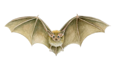Daubenten's Bat illustration by Tamara Clark, Eden Art, shop nature art gits
