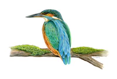 Kingfisher (Alcedo atthis) illustration by Tamara Clark