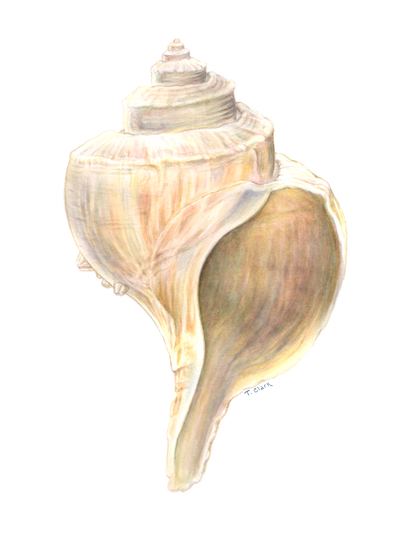 Channeled Whelk (Busycotypus canaliculatus) illustration by Tamara Clark, Eden Art. Shop sea shell marine nature art gifts