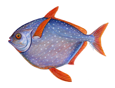 Opah (Lampris guttatus) illustration by Tamara Clark, Eden Art, Shop nature fish art gifts