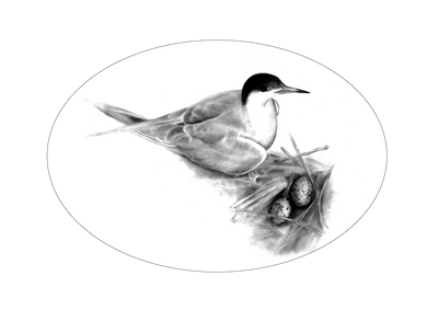 Common tern (Sterna hirundo) illustration by Tamara Clark, Eden Art. Shop marine wildlife prints & bird drawing gifts
