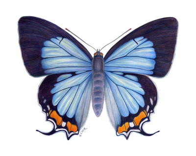 Imperial Blue Butterfly . Lycaenidae: Illustration by Tamara Clark, Eden Art, nature artist. shop prints & gifts