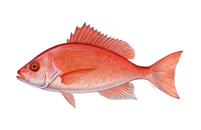 Red Snapper Illustration by Tamara Clark, shop nature fish art gifts