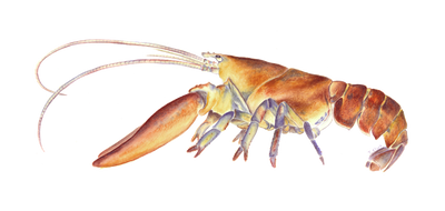 Northern Lobster (Homarus americanus) illustration by Tamara Clark, Eden Art