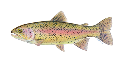 Rainbow Trout (Oncorhynchus mykiss) illustration by Tamara Clark, Eden Art