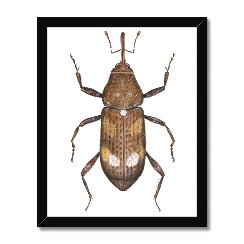 White Pine Weevil Framed Print