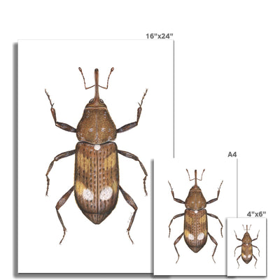 White Pine Weevil Hahnemühle German Etching Print