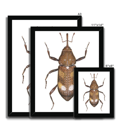 White Pine Weevil Framed Print