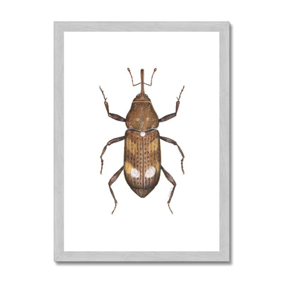 White Pine Weevil Antique Framed & Mounted Print