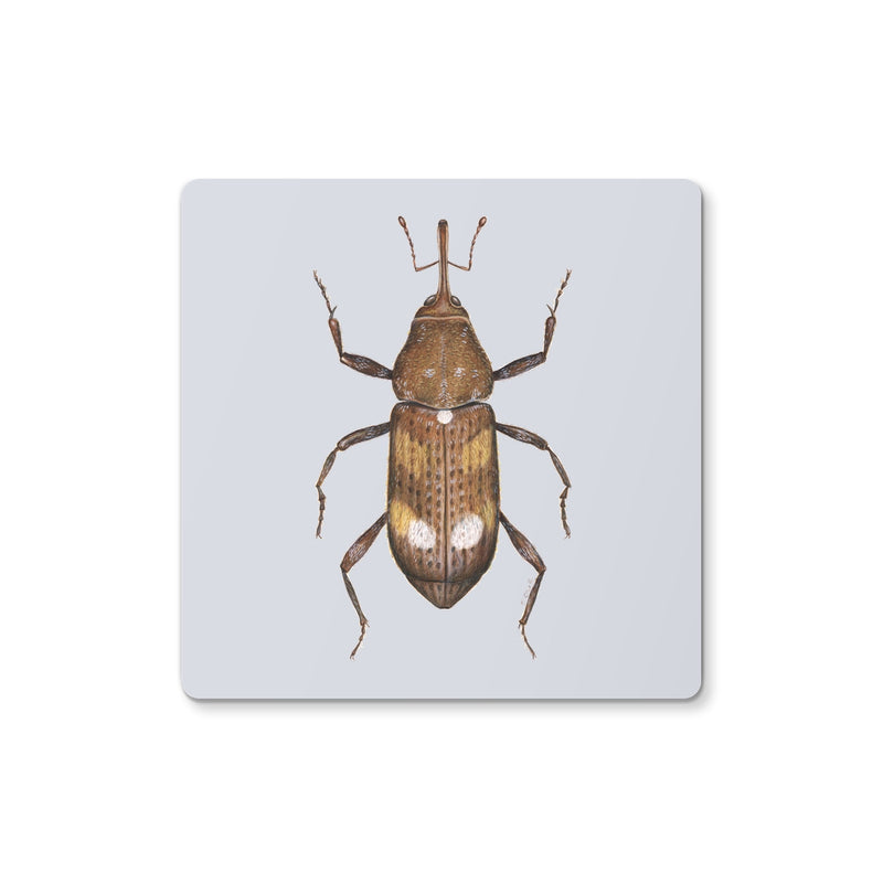 White Pine Weevil Coaster