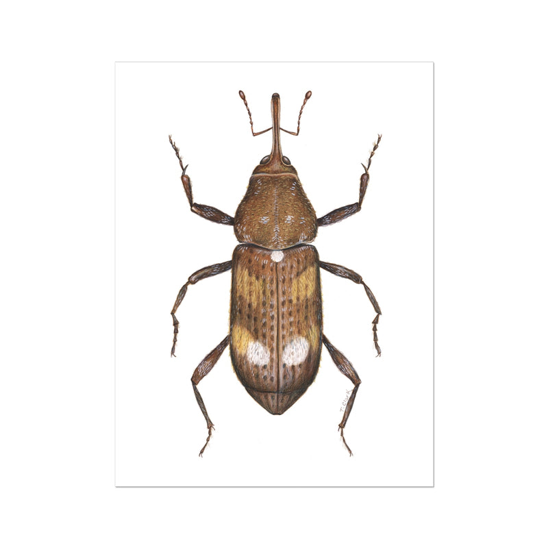 White Pine Weevil Hahnemühle Photo Rag Print