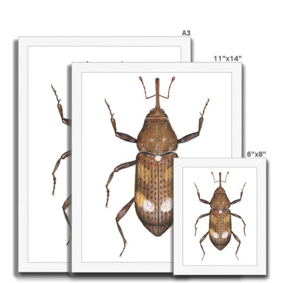 White Pine Weevil Framed Print