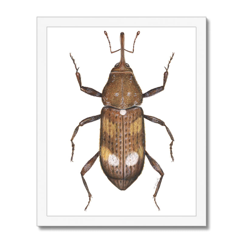 White Pine Weevil Framed Print