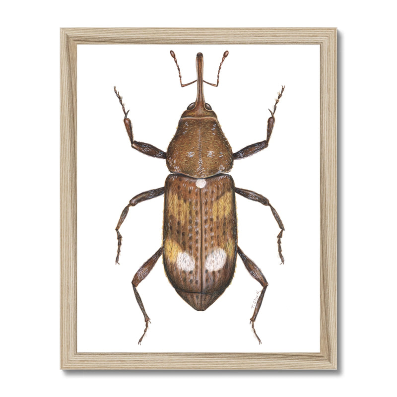 White Pine Weevil Framed Print