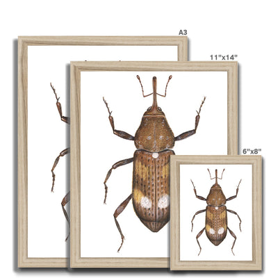 White Pine Weevil Framed Print