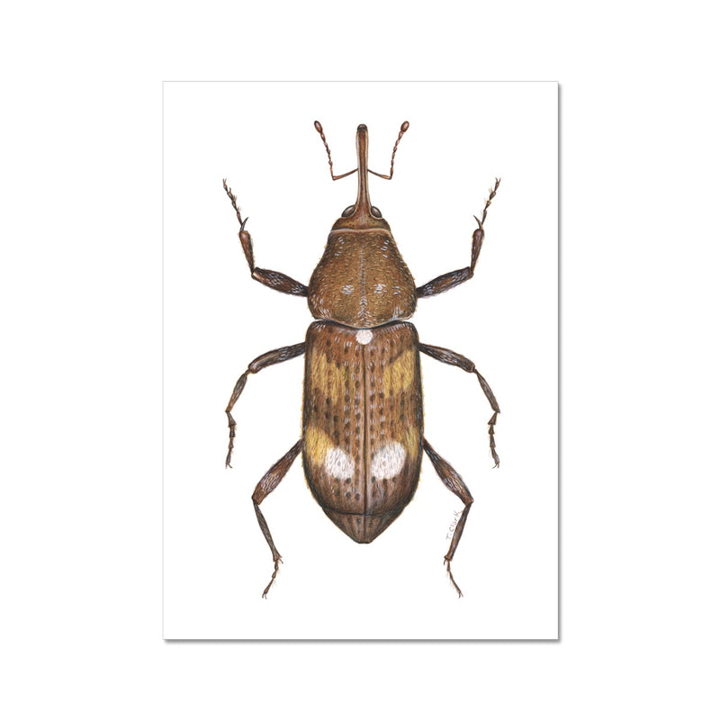 White Pine Weevil Fine Art Print