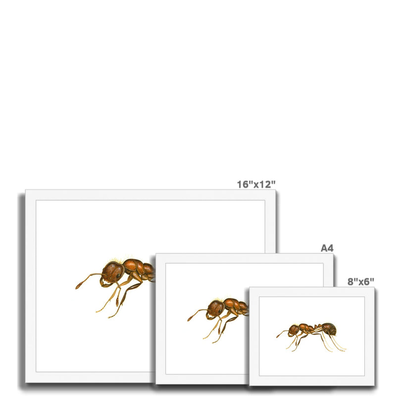 Fire Ant Framed & Mounted Print