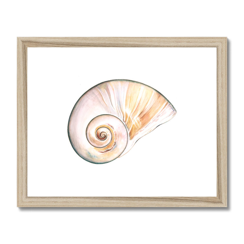 Northern Moonsnail Framed & Mounted Print