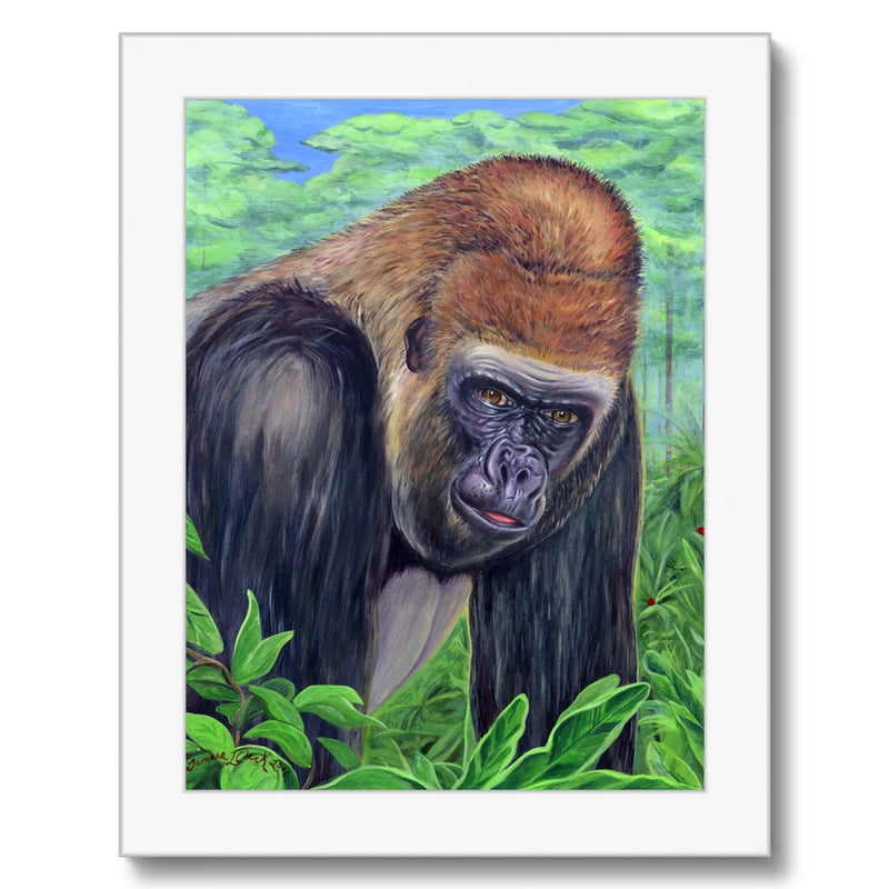 Gorilla gorilla  Framed Print