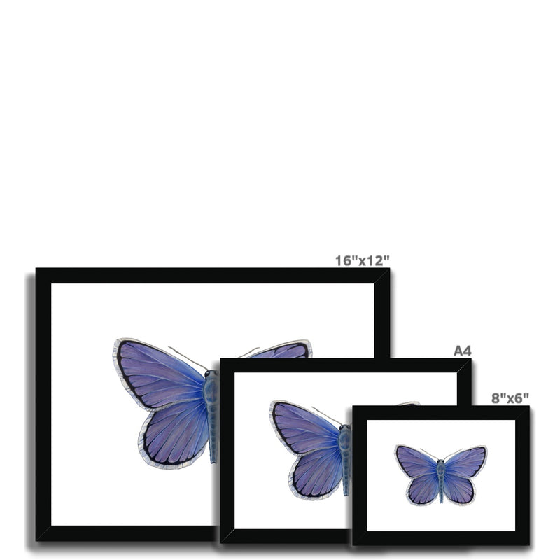 Karner Blue Butterfly Framed & Mounted Print