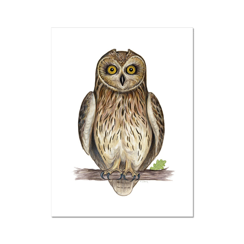 Short-eared Owl Hahnemühle Photo Rag Print