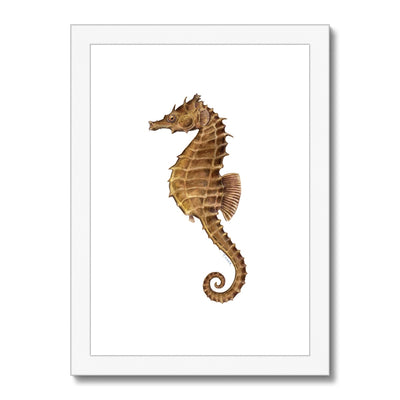 Northern Seahorse Framed & Mounted Print