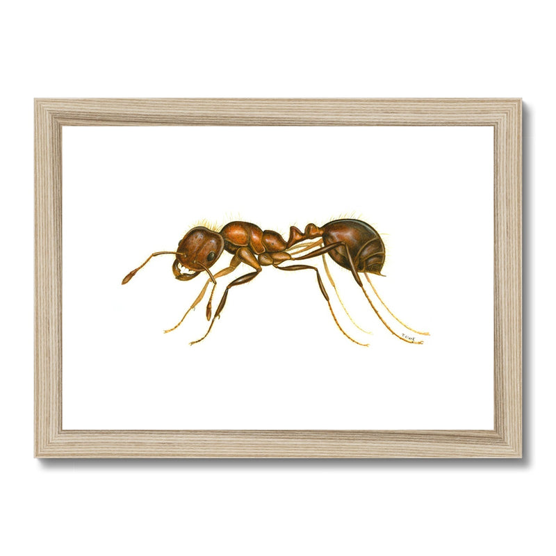 Fire Ant Framed & Mounted Print