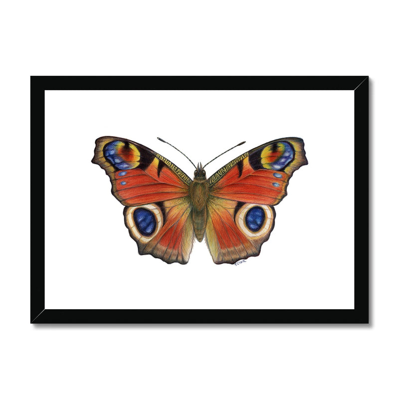 Peacock Butterfly Framed & Mounted Print