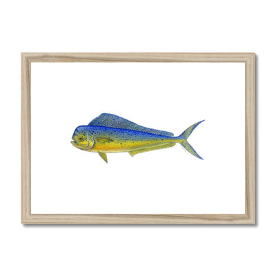 Mahi Mahi Framed & Mounted Print