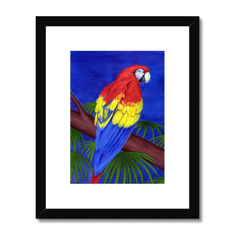 Scarlet Red Macaw Framed & Mounted Print